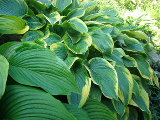 Хостомания 