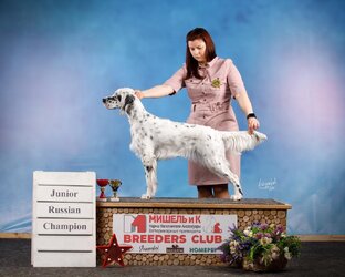 Хендлинг - подготовка собак к выставкам