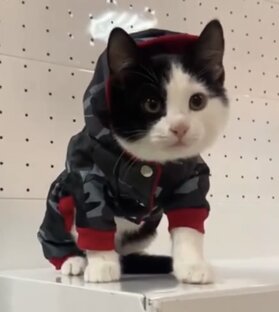Минусы жизни с двуногими 