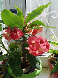 Про школу (разные истории)