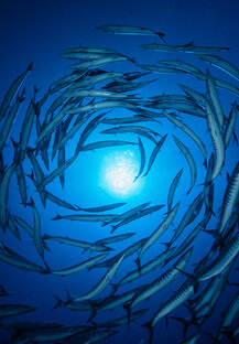 Красное Море
