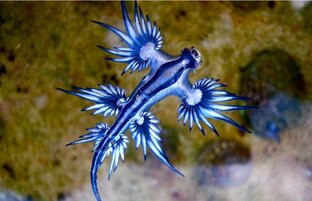 Сезон морских существ