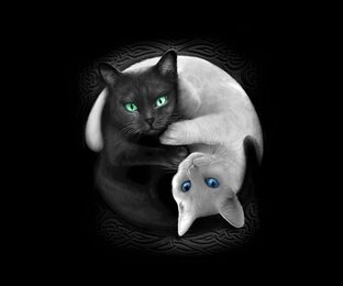ТОПы среди пород кошек