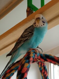 Наши замечательные попугайчики 🦜🦜