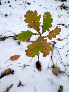 Прекрасные растения