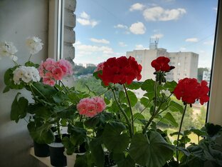 Цветочный пост