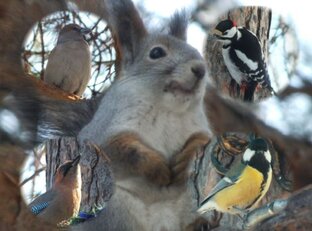 Интересные факты о животных и мои наблюдения