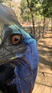 Эти забавные животные