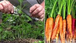 Корнеплоды