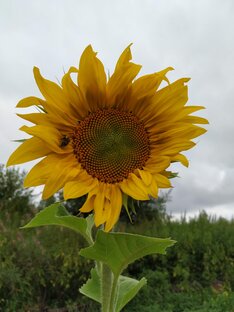 Кот и другие