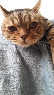 Котик