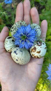 Полезные советы птицевода