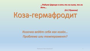 Коза Гермафродит