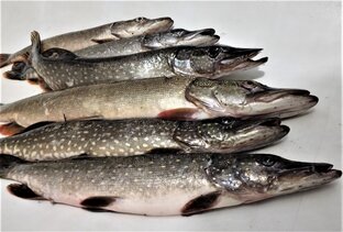 Рыбалка и уловы