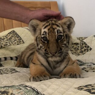 Большие кошки