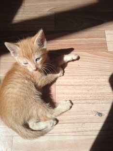 Видео животных!