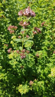 Дача/огород/растения 