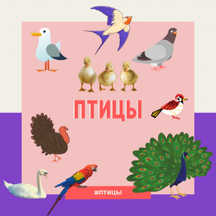 Птицы
