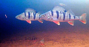 Безнасадочная мормышка