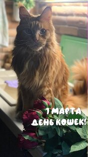 1 марта . День кошек! 