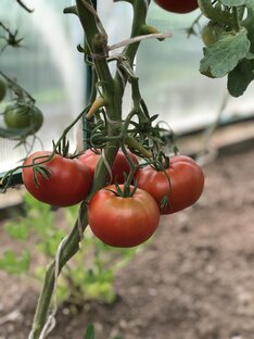 Выращиваем огород 