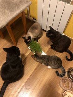 Домашние кошки