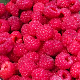 Сад и огород.