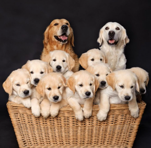 Собаки и щенки.