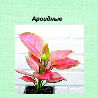 Ароидные