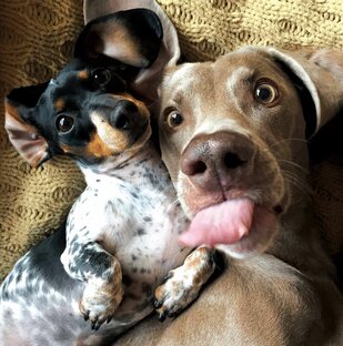 Братья наши меньшие