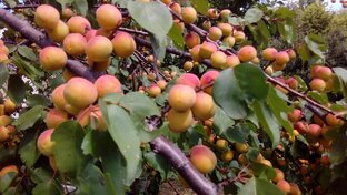 САД И ОГОРОД🍉🍓🌹