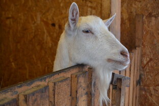 Козоводство