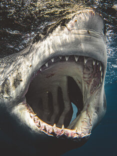 Самый опасный хищник океана🦈
