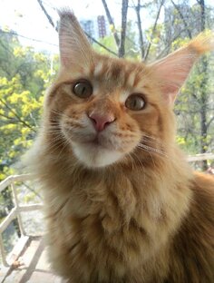 😻кот Стёпка 