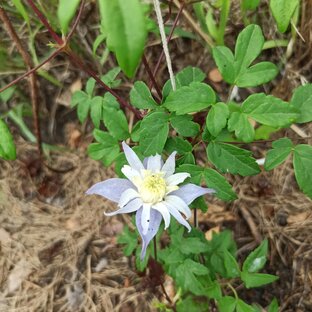 Метаморфозы