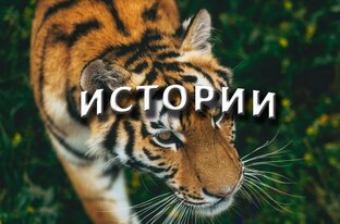 ИСТОРИИ