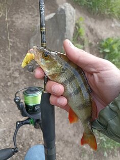 Отчёты о рыбалках