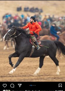 ЛОШАДЬ НИКОГДА НЕ ОБМАНИВАЕТ