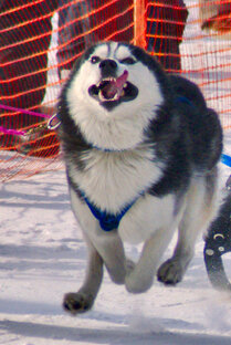спорт с Вольтом 🏆🥇