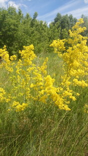 Записки видящих. Наблюдения