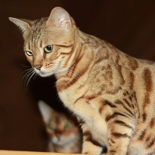 Если чего-то очень хочешь — просто поверь и все сбудется.