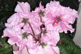 Мой канал как я выращиваю цикламены. Любители прекрасного подписывайтесь. 