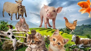 Звуки Домашних Животных Для Детей