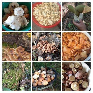 Сбор грибов