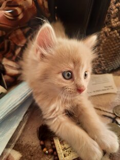Котики