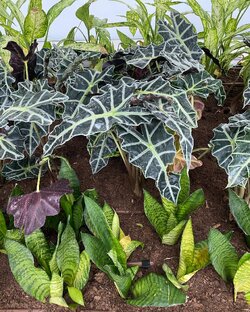 Информация о растениях 