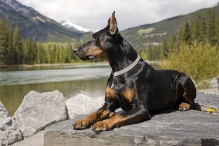 Рассказы о собаках