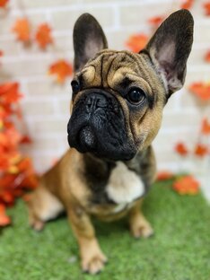 Гладкошерстные 🐶