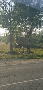 ВСЕ О ЖИВОТНЫХ И ПТИЦАХ!!!