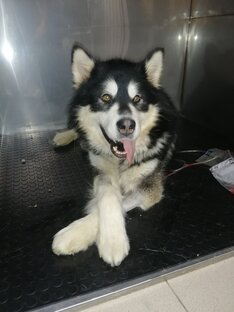 Атаман, мальчик-который-выжил